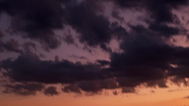 Barn Swallow - ML610899624