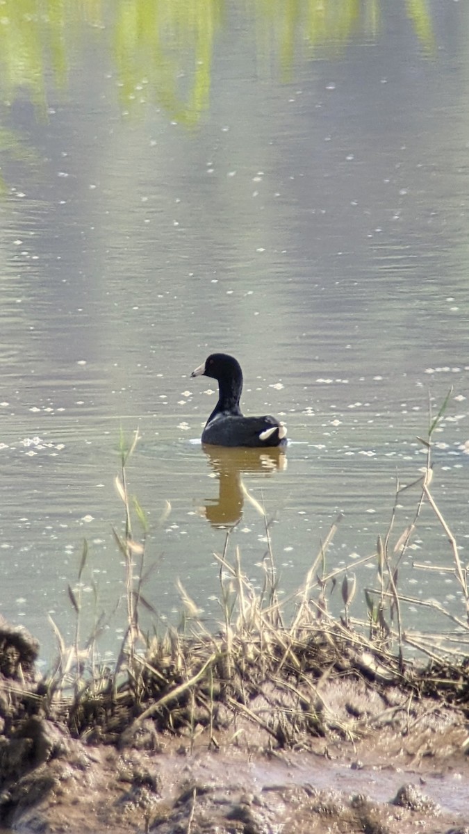 American Coot - Daniel Fonseca