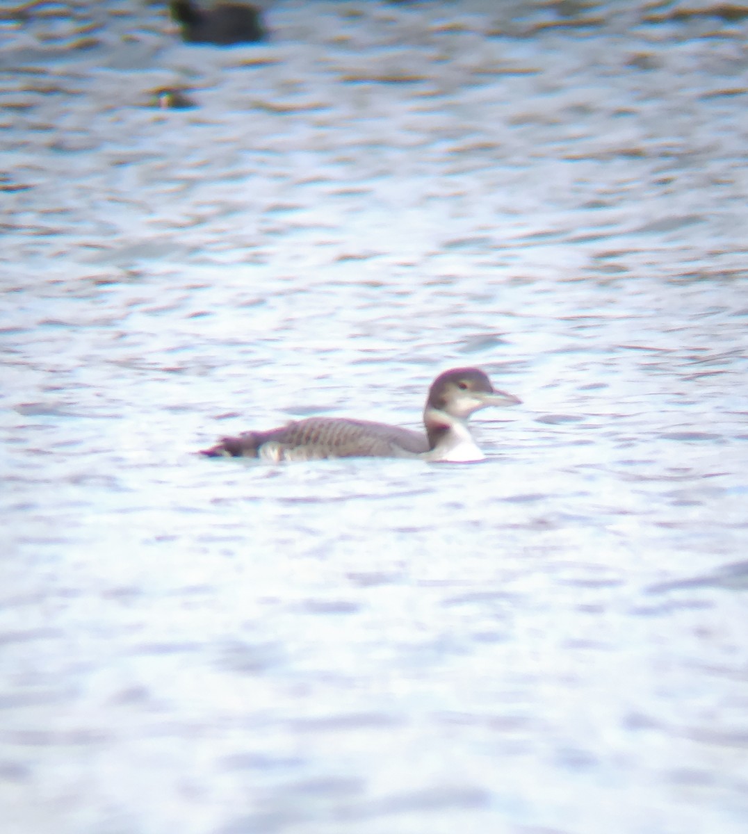 Common Loon - ML610899707