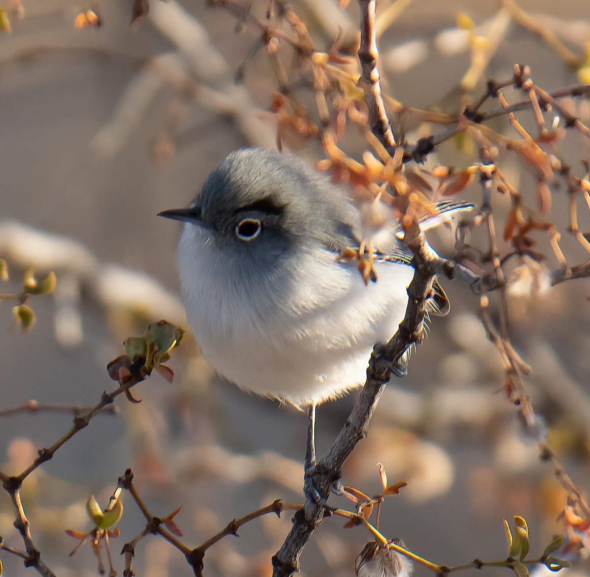 Black-tailed Gnatcatcher - ML610899739