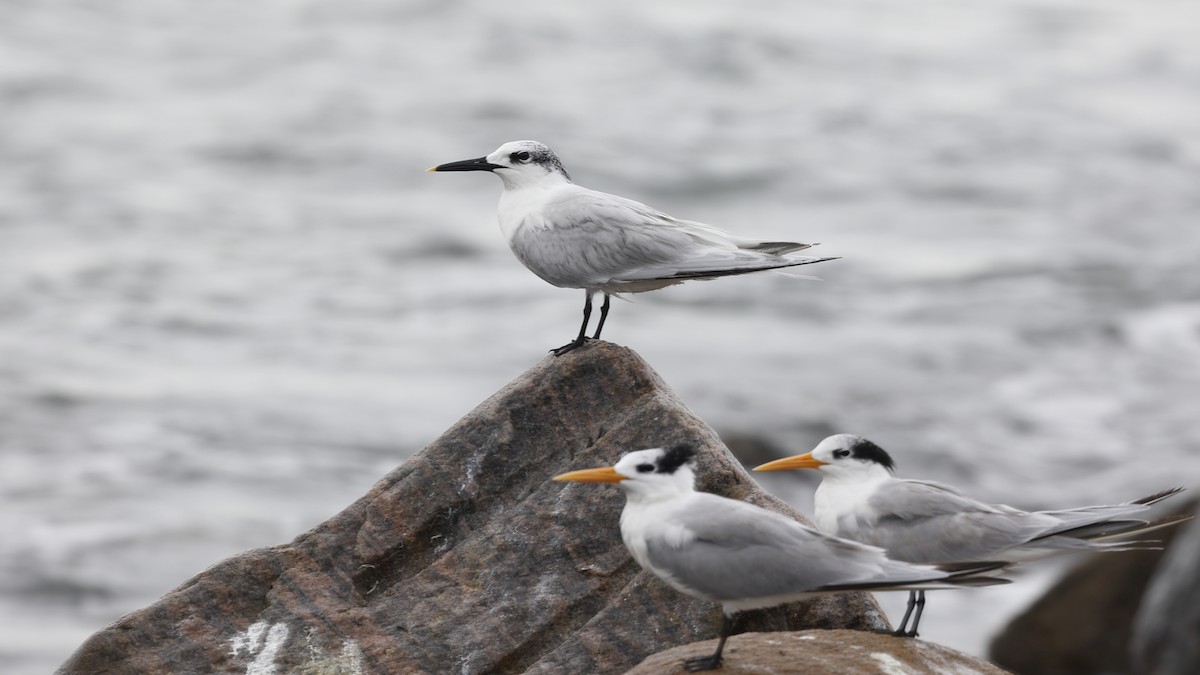 Sandwich Tern - ML610899748