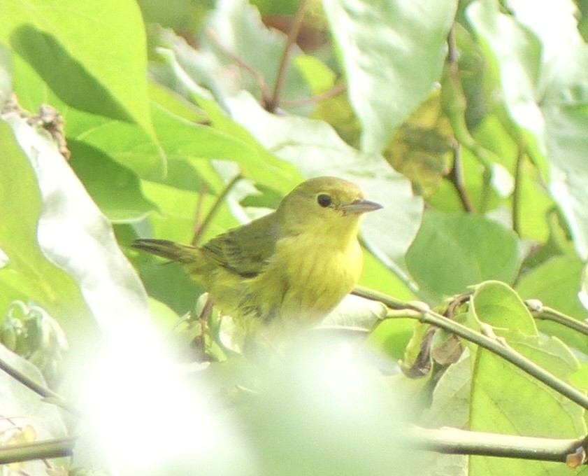 Paruline jaune - ML610899777