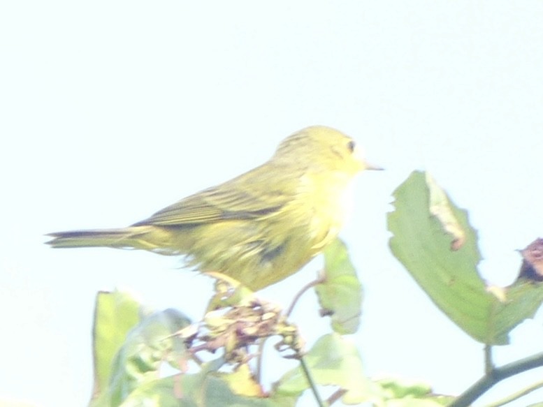 Yellow Warbler - ML610899778