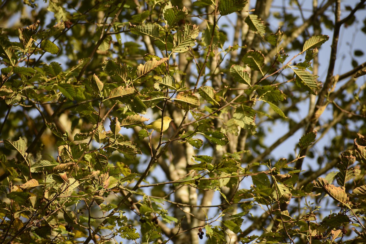 Yellow Warbler - Tim Sontag