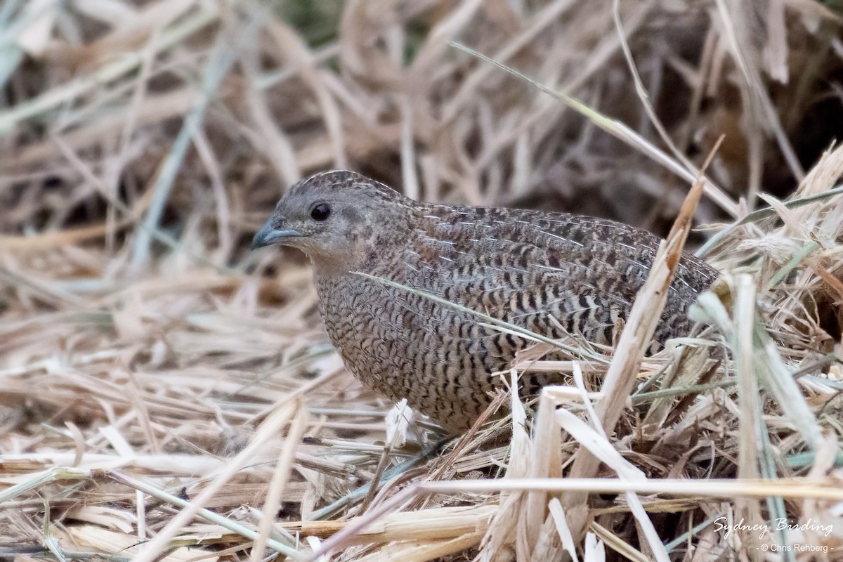 Brown Quail - ML610899932