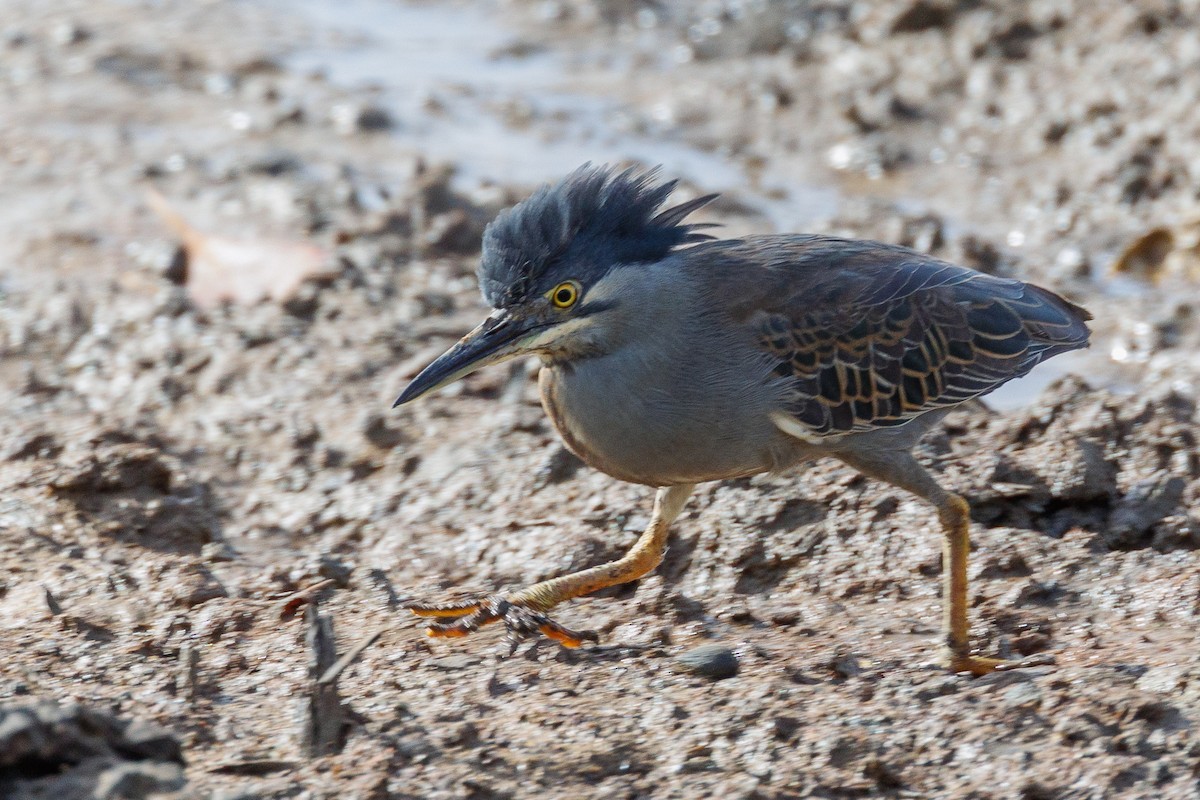 Striated Heron - ML610899950