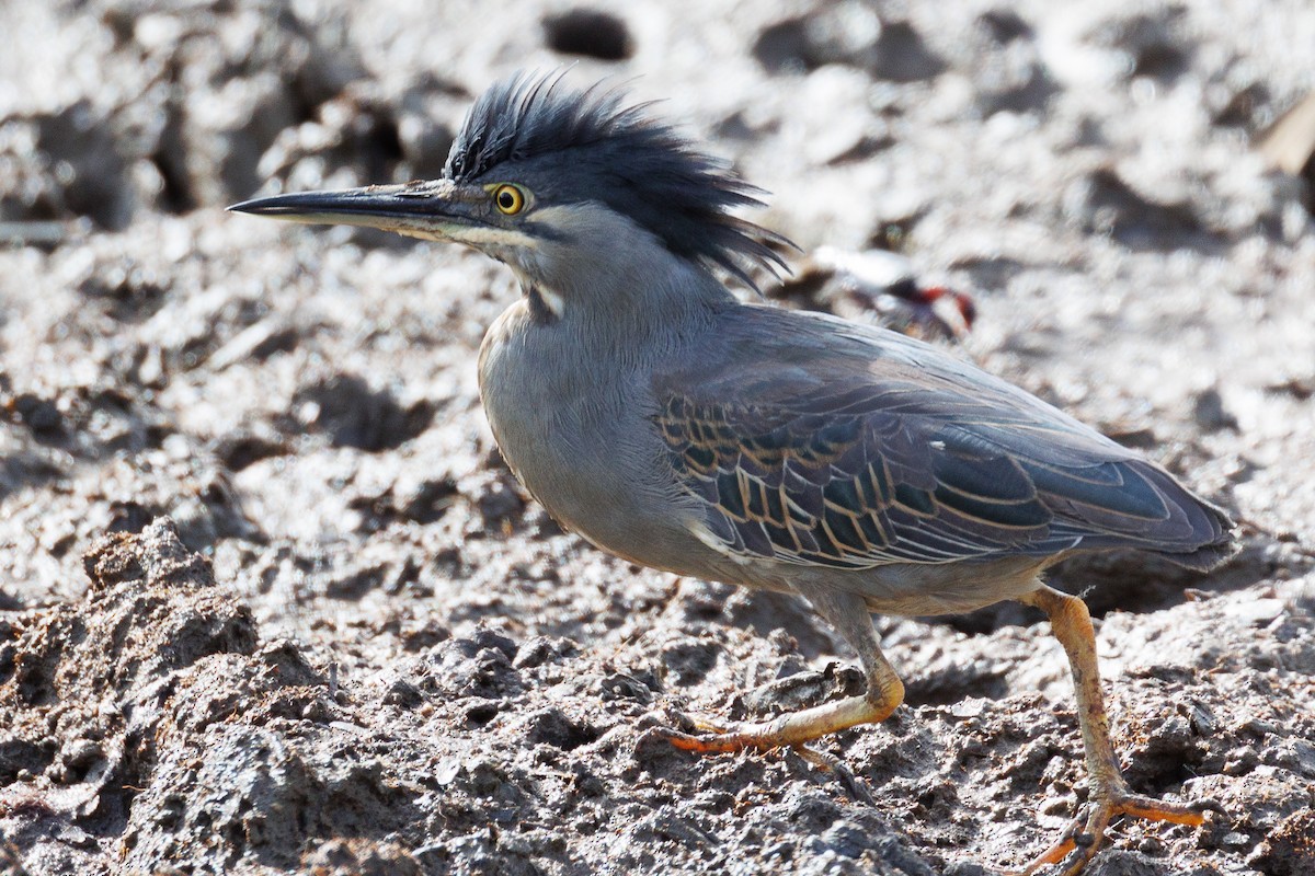 Striated Heron - ML610899951