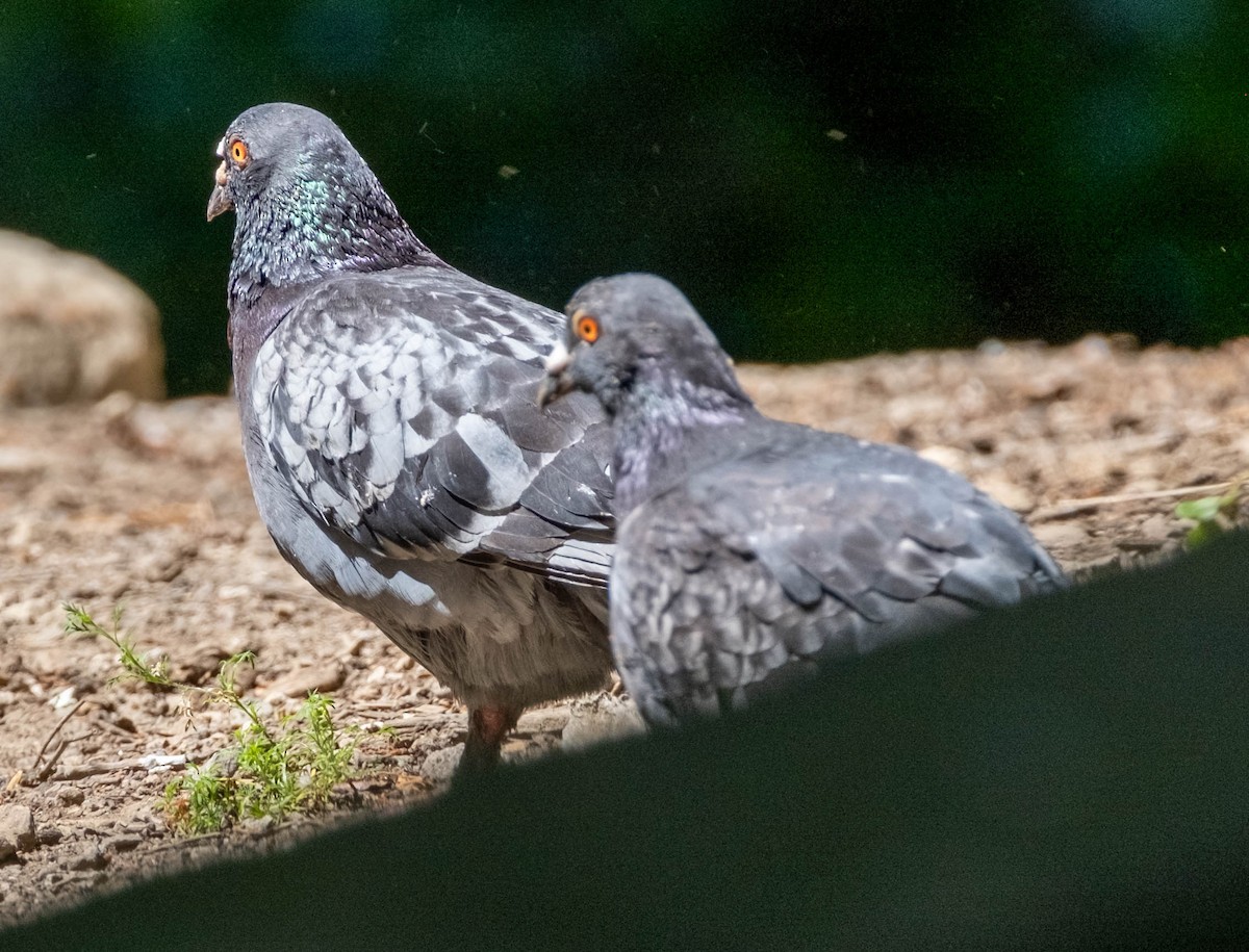 Rock Pigeon (Feral Pigeon) - ML610899987