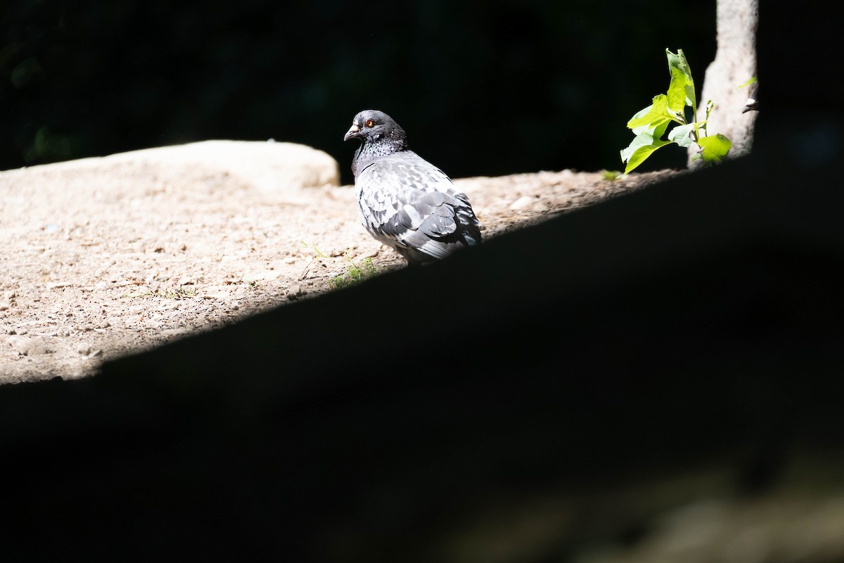 Rock Pigeon (Feral Pigeon) - ML610899988