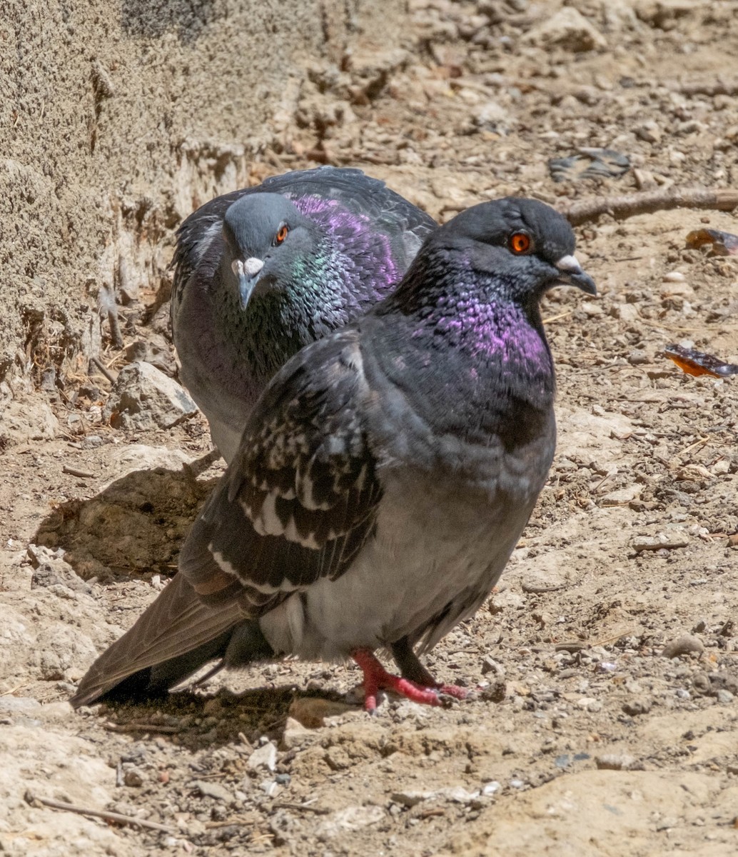 Pigeon biset (forme domestique) - ML610899989