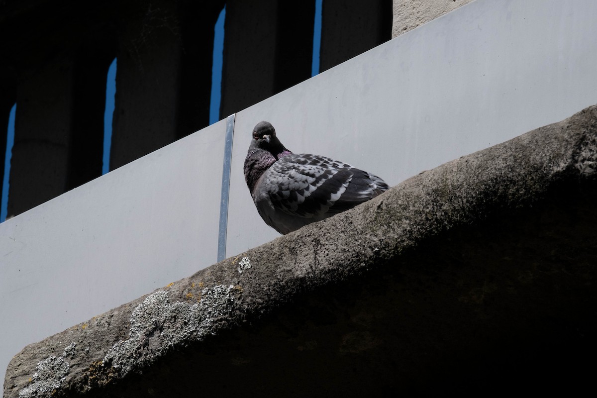 Pigeon biset (forme domestique) - ML610899990
