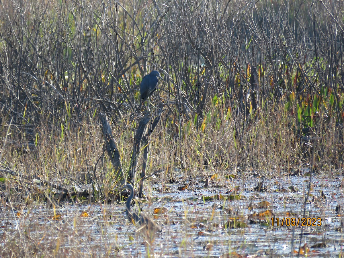 Little Blue Heron - ML610899995