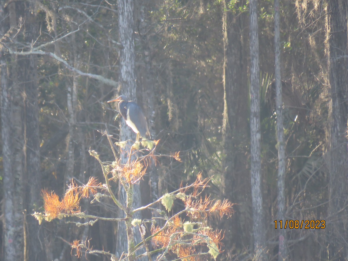 Tricolored Heron - ML610900013