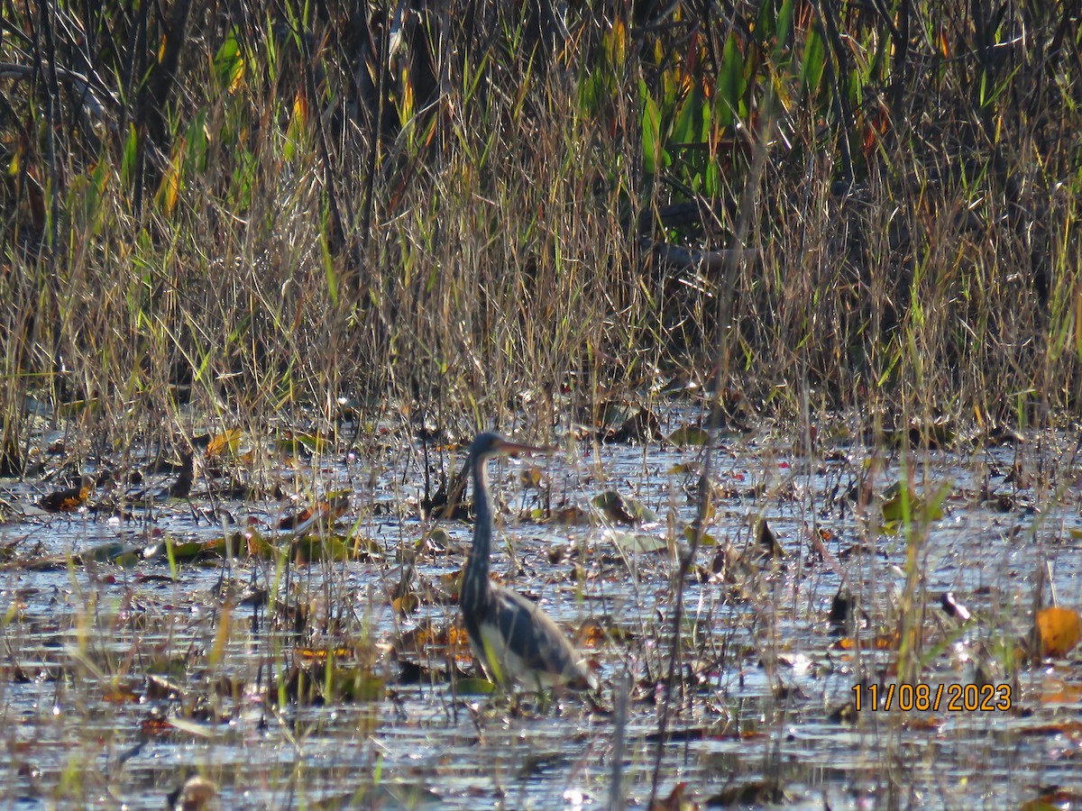 Tricolored Heron - ML610900014