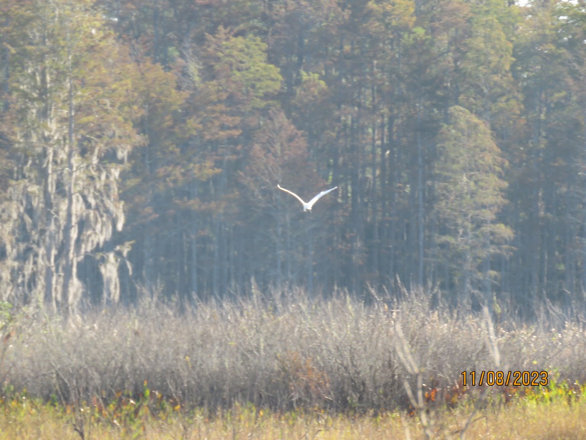 Great Egret - ML610900048