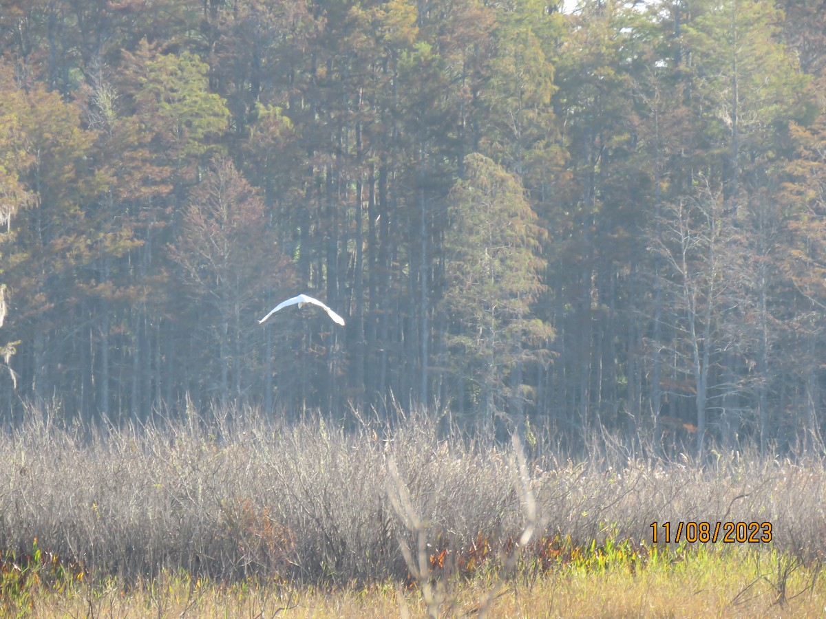 Great Egret - Carol Yarnell