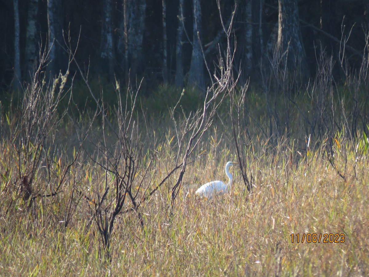 Great Egret - ML610900050