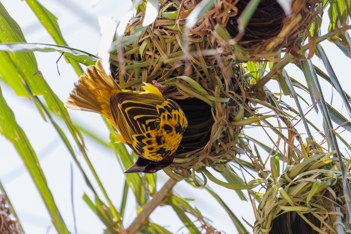 Village Weaver - ML610900075