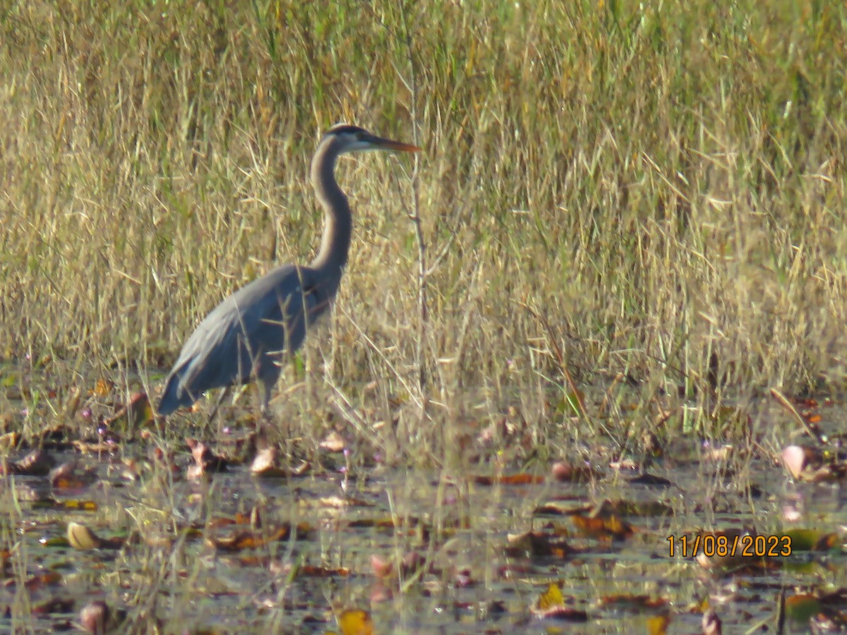 Great Blue Heron - Carol Yarnell