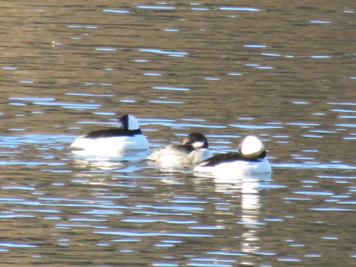 Bufflehead - ML610900110