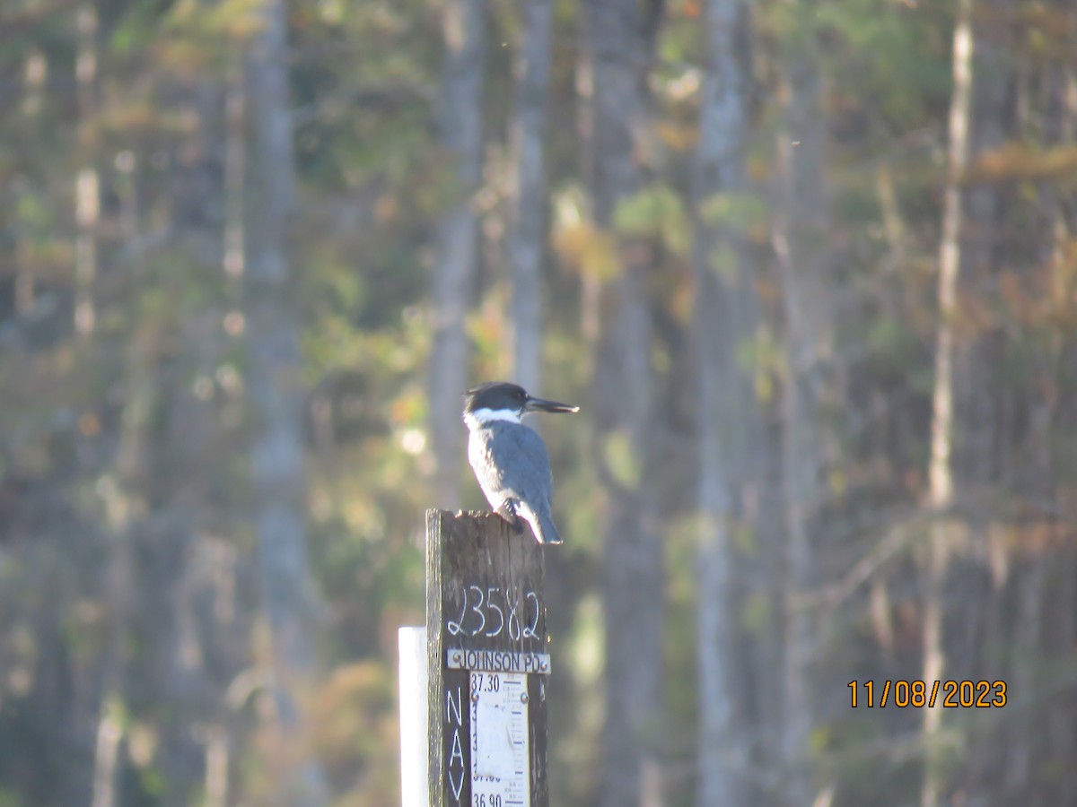 Belted Kingfisher - ML610900122