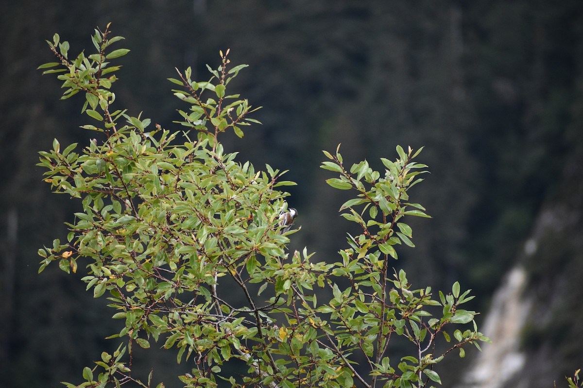 Chestnut-backed Chickadee - ML610900159