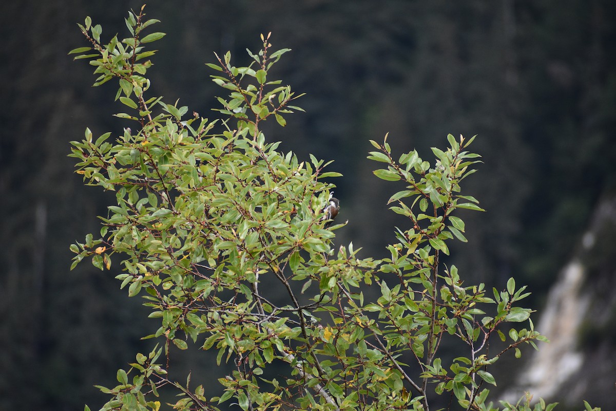 Chestnut-backed Chickadee - ML610900160