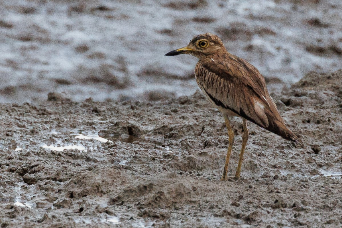 Senegal Thick-knee - ML610900164