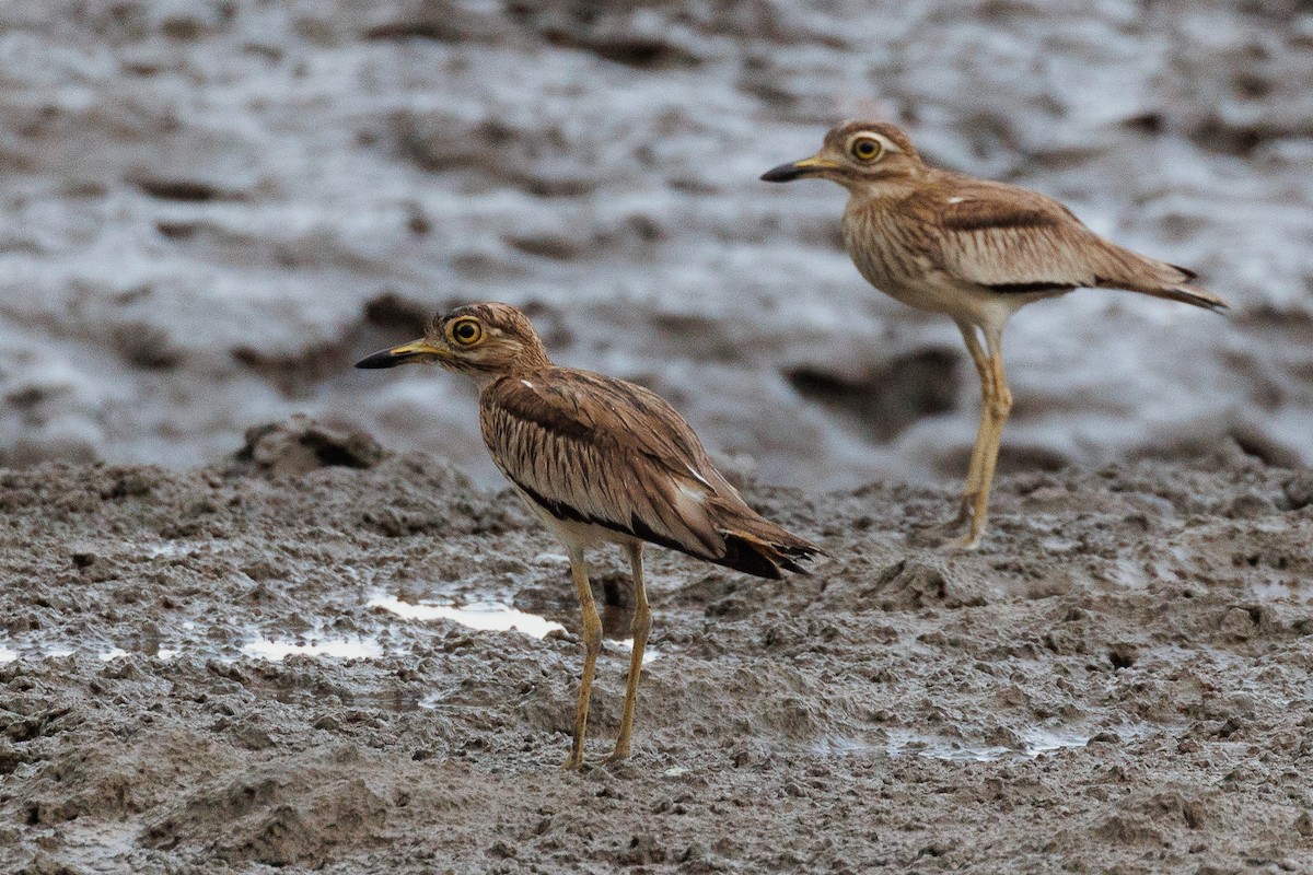 Senegal Thick-knee - ML610900167