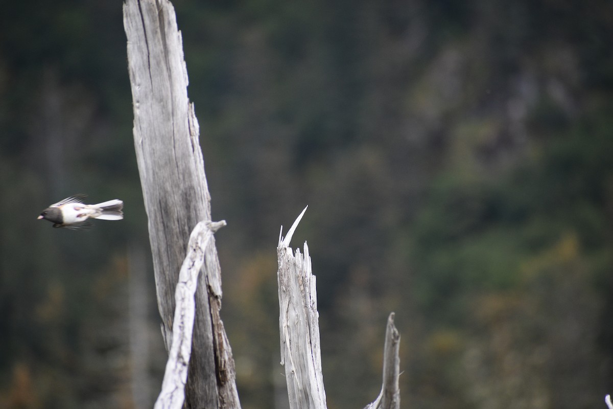Dark-eyed Junco - ML610900168