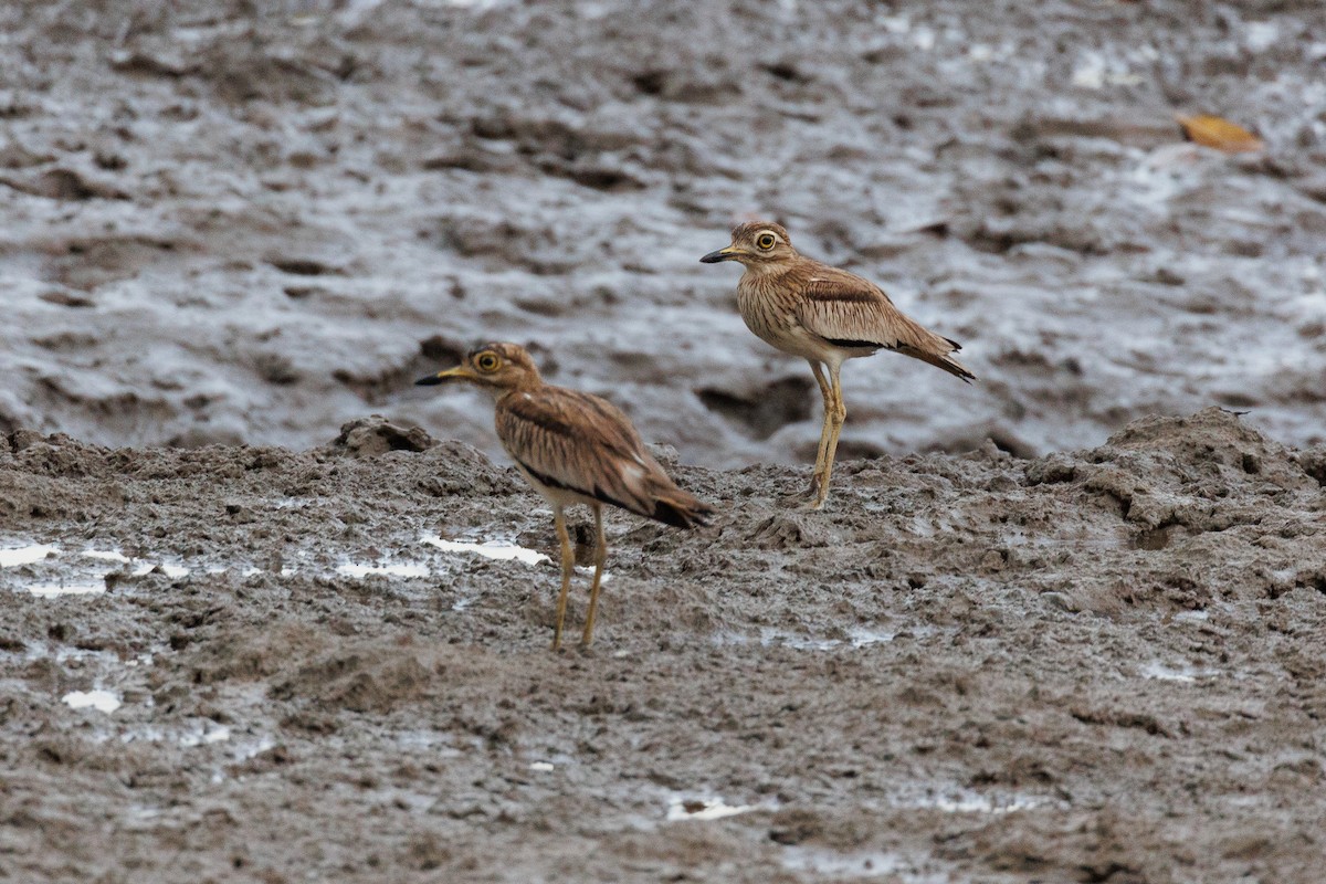 Senegal Thick-knee - ML610900169