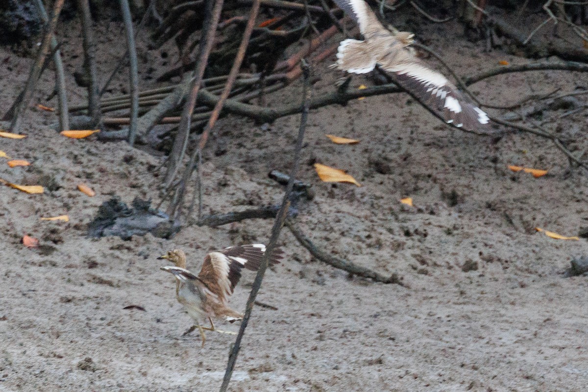 Senegal Thick-knee - ML610900171