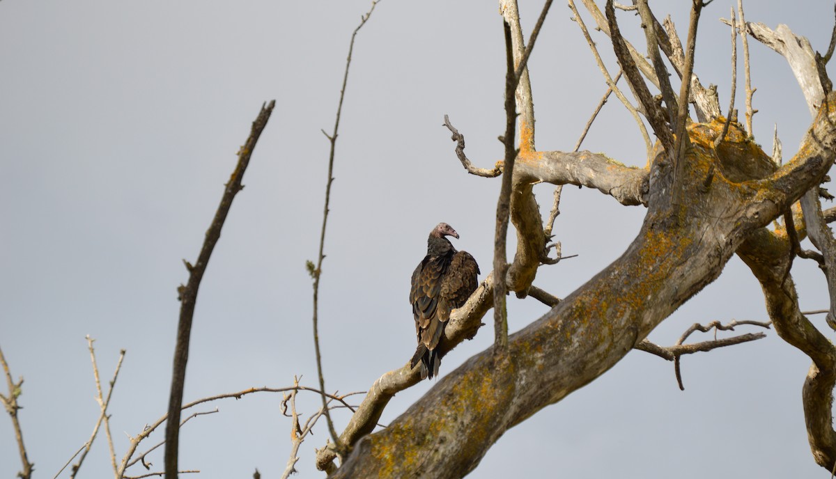 Turkey Vulture - ML610900182