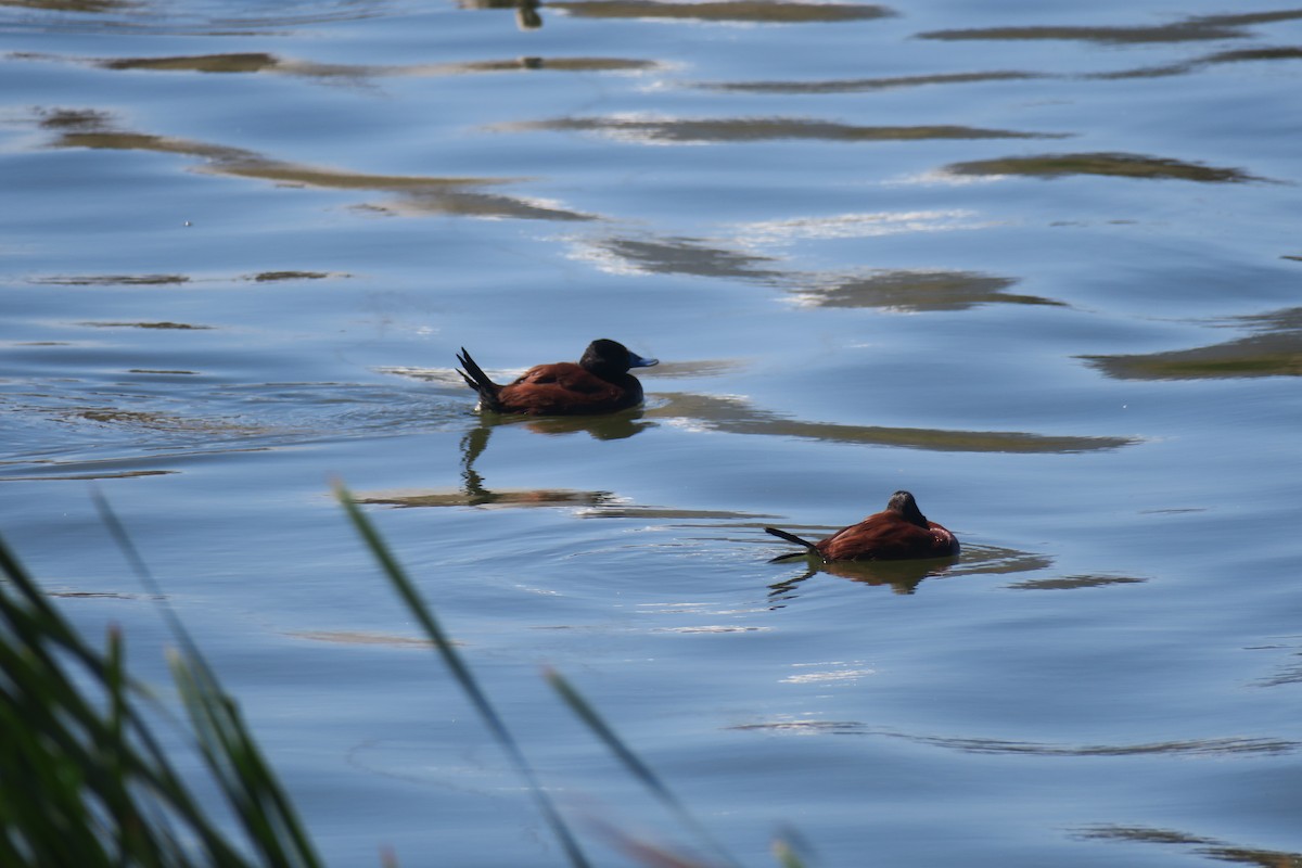 Lake Duck - Ian Resnick