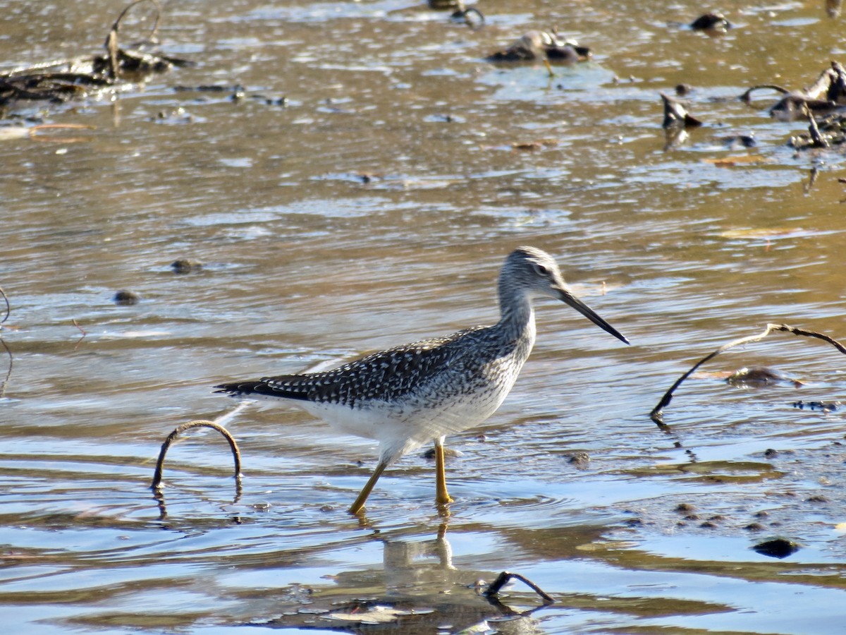 Greater Yellowlegs - ML610900344