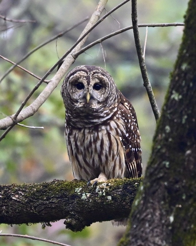 Barred Owl - ML610900493