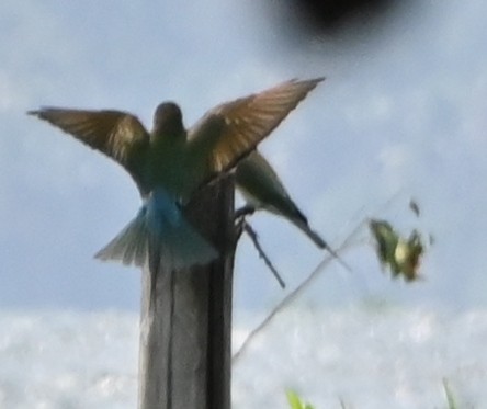 Blue-tailed Bee-eater - Nanda Ramesh
