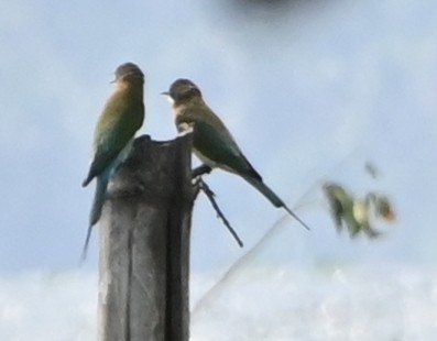 Blue-tailed Bee-eater - ML610900579