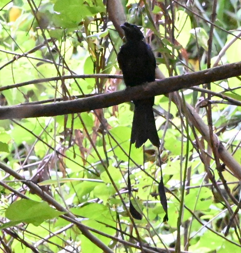 Greater Racket-tailed Drongo - ML610900590