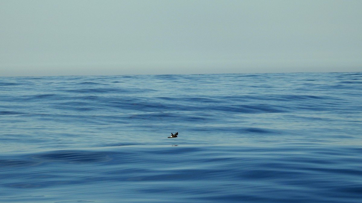 European Storm-Petrel - Ricardo Salgueiro