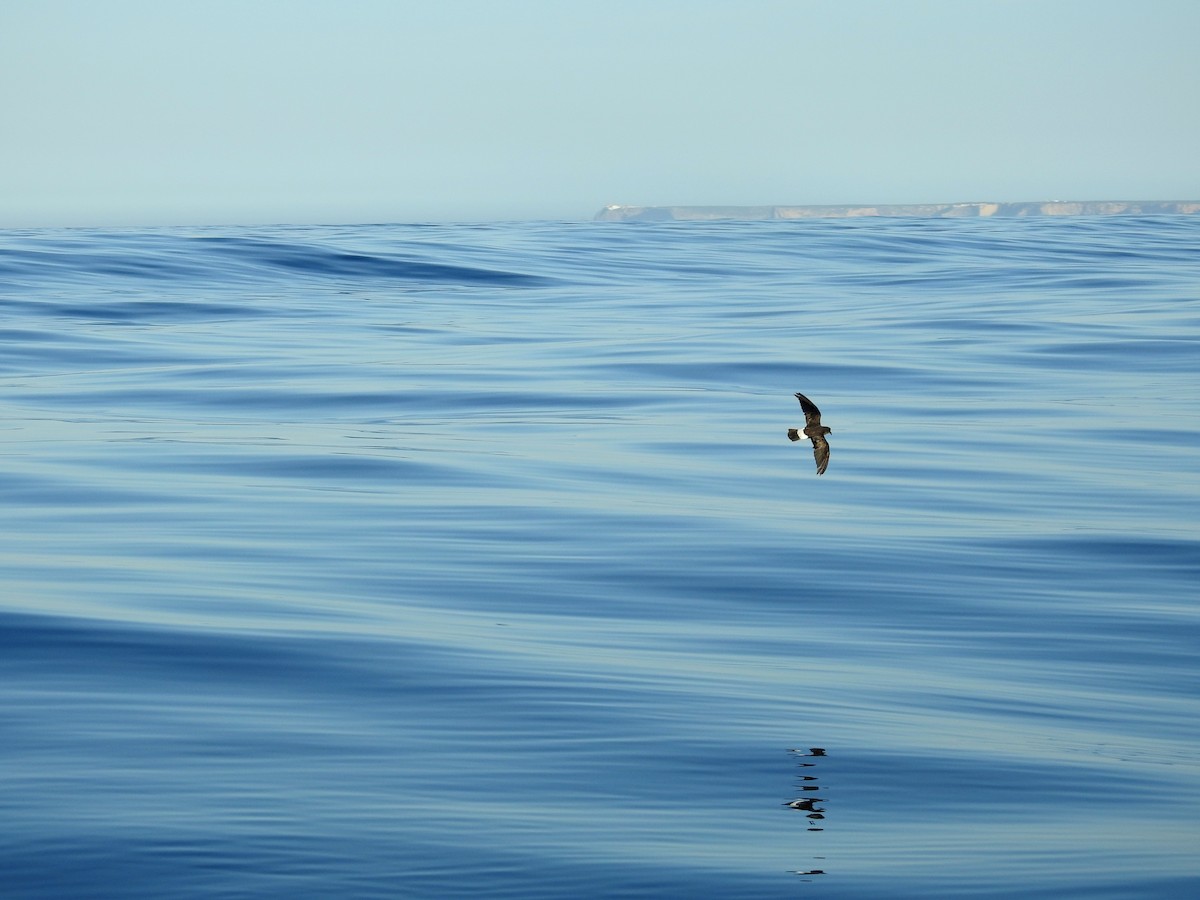 European Storm-Petrel - Ricardo Salgueiro