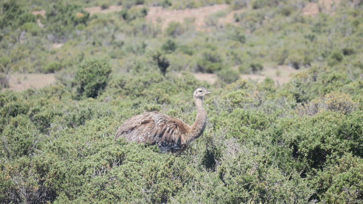 Lesser Rhea - ML610900686