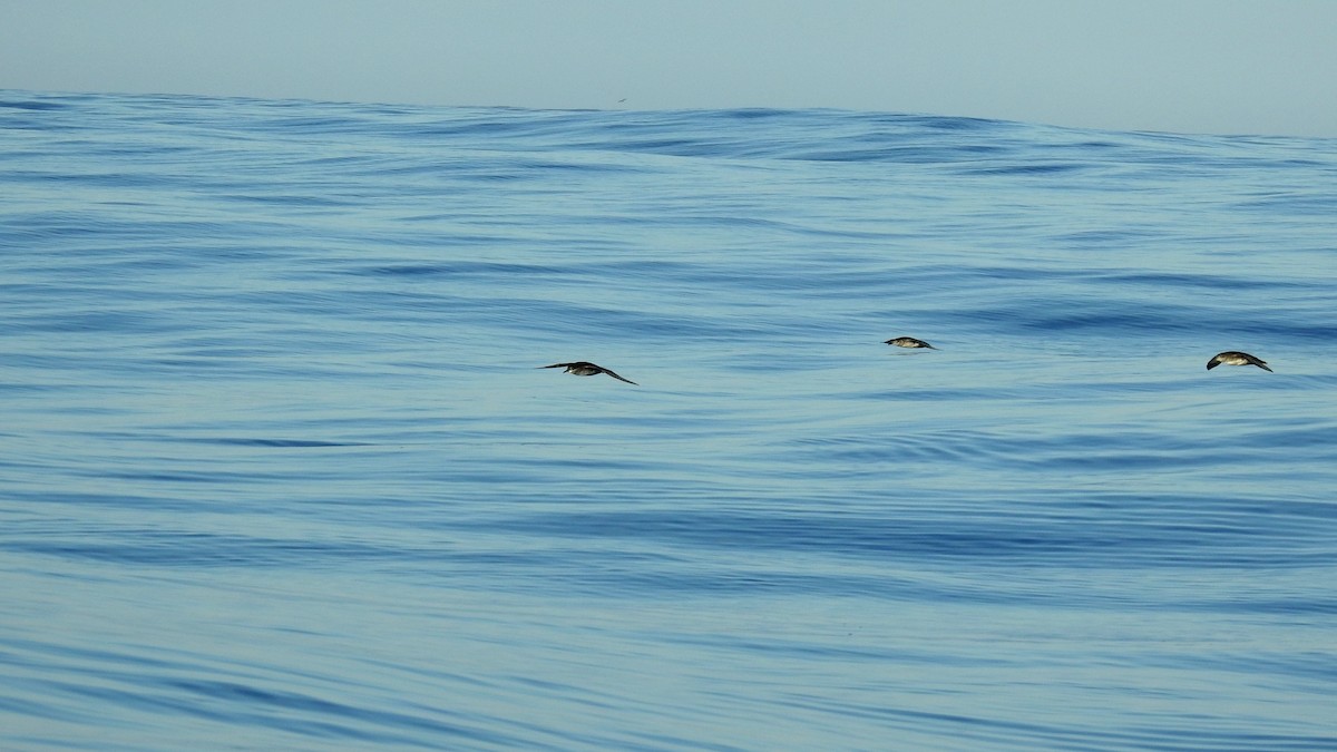 Puffin des Baléares - ML610900687