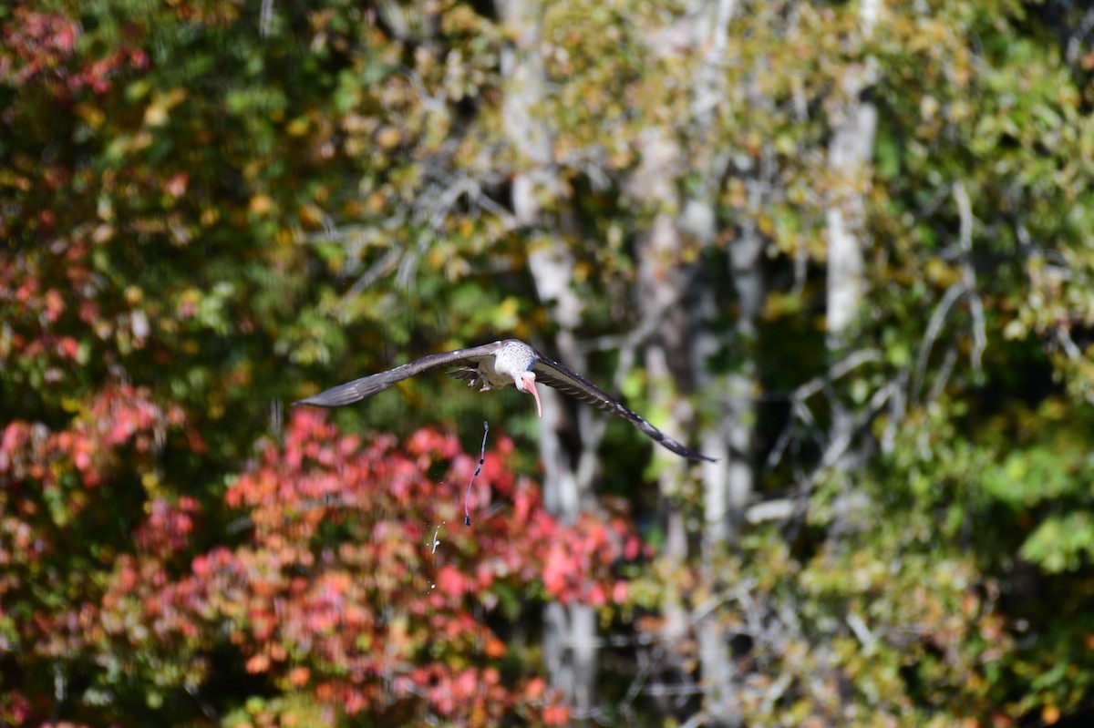 White Ibis - ML610900694