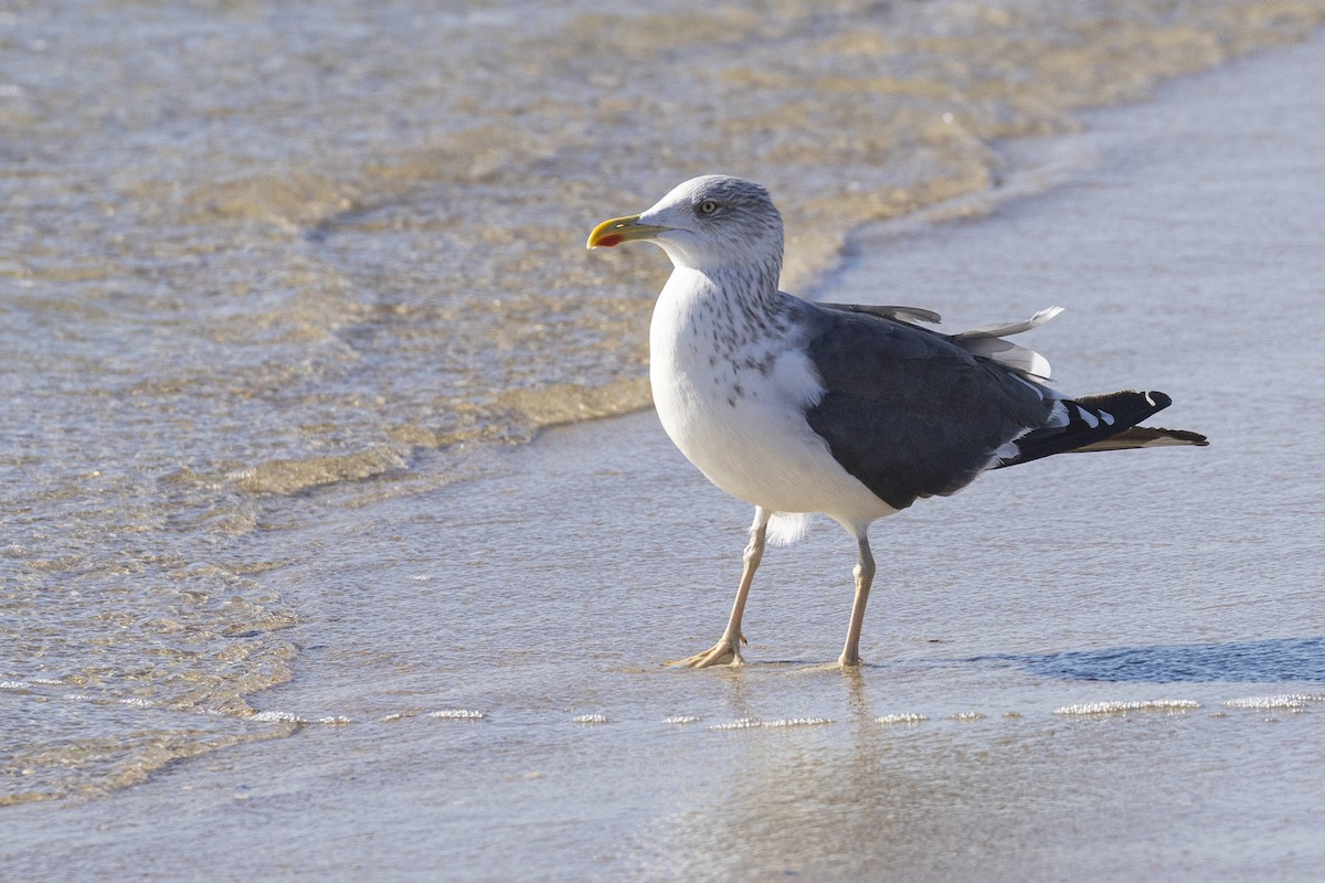 Lesser Black-backed Gull - ML610900712