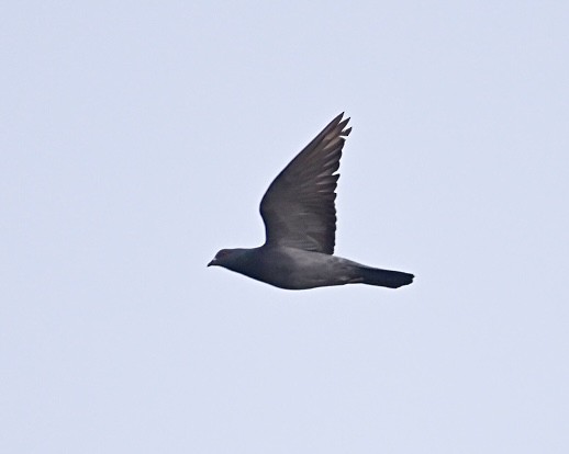 Rock Pigeon (Feral Pigeon) - ML610900727