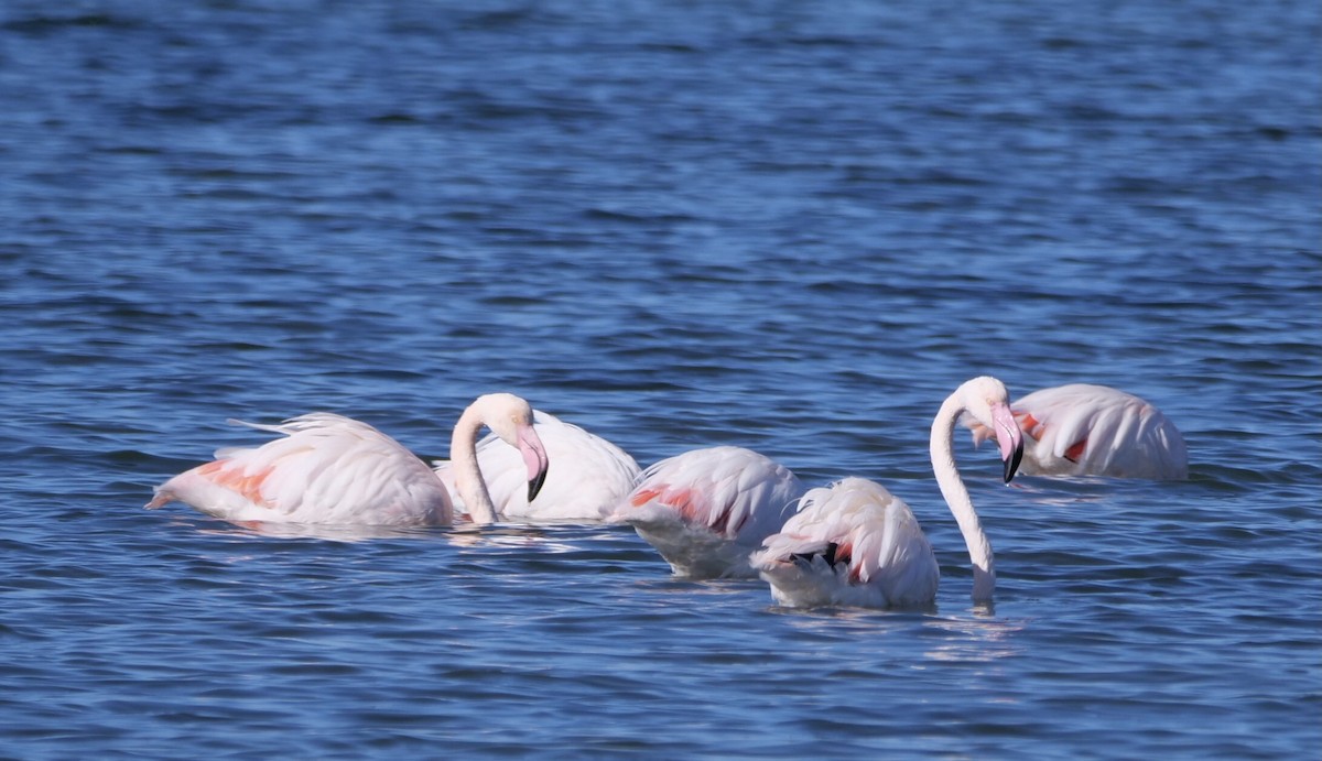 Greater Flamingo - Ken Willis