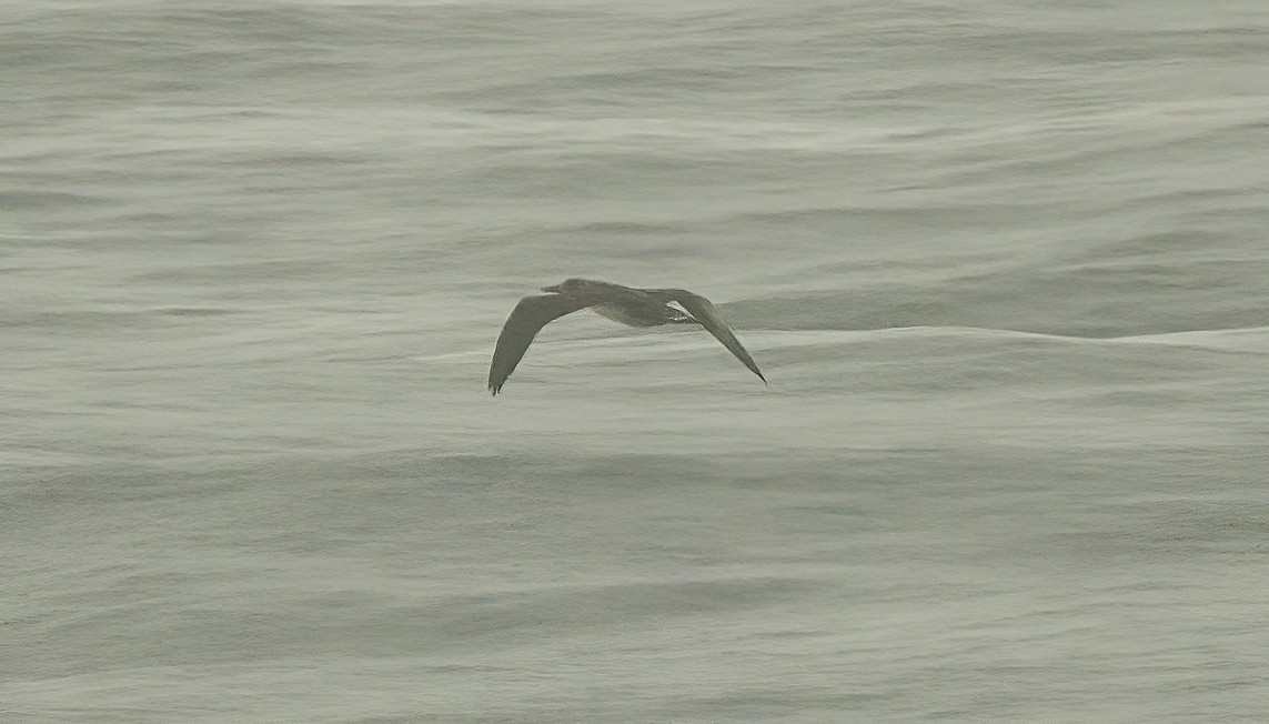 Northern Gannet - ML610901011