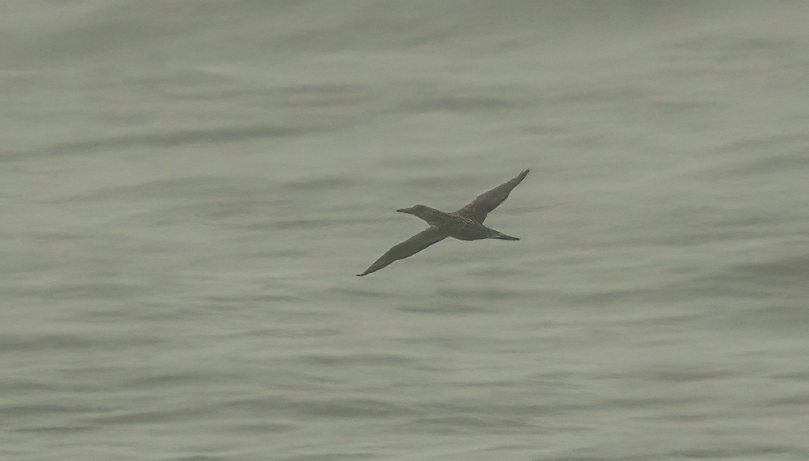 Northern Gannet - ML610901025