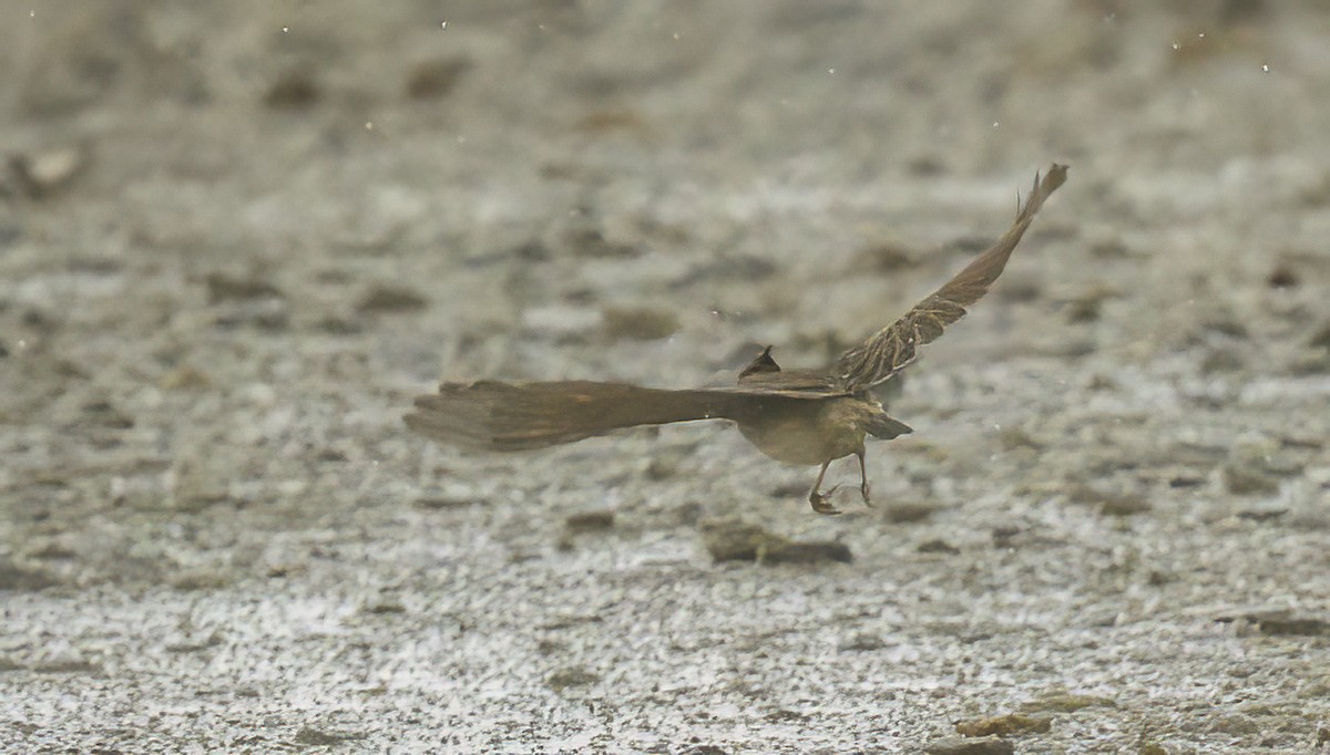 Crested Lark - ML610901073